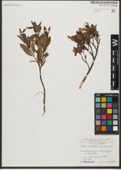 Foto von Salix waldsteiniana Willd.